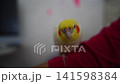 cockatiel cockatiel 141598384