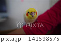 cockatiel cockatiel 141598575
