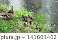 A female duck with ducklings on the shore of a lake during a summer rain 141601402