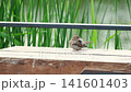 A rock sparrow cleans its wings while standing on a bench in a summer park 141601403