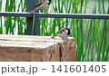 two sparrows are standing on a wooden bench in the park 141601405
