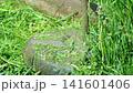A lawn mower mowing the grass, close-up. Summer gardening 141601406