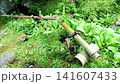 Set up in a lush Japanese garden... [Shishi-odoshi (deer scarer)] 141607433
