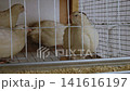 Small white quails standing close together inside a wire cage at a poultry farm, with one bird occasionally closing its eyes and turning its head, representing bird breeding and egg production. 141616197