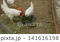 White rooster and hens eating fresh green feed from a container in a fenced yard, showcasing poultry farming and sustainable agriculture on a small farm or in a backyard setting. 141616198