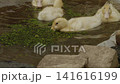 Small group of cute yellow ducklings swimming together in a small pond, enjoying a meal of green duckweed floating on the water's surface, showing natural animal behavior in a flock. 141616199