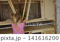 Adorable little girl with blonde hair opening a wooden hutch to feed fresh green grass to a cute grey rabbit and gently petting its fur. Farming and animal care concept in a rustic setting. 141616200