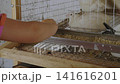 Young farmer's hand carefully pouring feed into a trough for white domestic quails inside a wire cage at a poultry farm, highlighting animal husbandry and small-scale livestock farming. 141616201