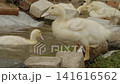 Flock of cute yellow ducklings relaxing near a small, rocky pond, with one bird standing on the edge, bending down, and drinking water from the surface in a charming farmyard scene. 141616562