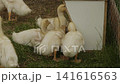 Curious little domestic ducklings with yellow down gathering together in a group to eat from a feeder on a green grass poultry farm, representing innocence and new life in agriculture. 141616563