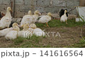 Flock of cute yellow and black domestic ducklings walking together on green grass in a rural farmyard, some resting and others following the group towards a brick wall in the poultry pen. 141616564