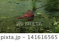 Fisherman's red landing net moving through murky green pond water covered in duckweed, catching something small from the swamp during a summer day in a natural, wild environment. 141616565