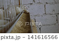 Domesticated white quails inside a metal cage eating compound feed from a long trough, showcasing the intensive farming practices of the modern commercial poultry and meat production industry. 141616566