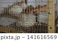Small child's hand reaching through a metal cage to gently stroke a white domestic quail, showing a tender moment of human-animal interaction on a poultry farm in a rural setting. 141616569