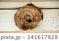 Wasp of the hornet 141617828