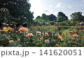Landscape view of vibrant orange and apricot roses in full bloom at Queen Mary's Rose Garden, Regent's Park, London, under a bright summer sky. 141620051