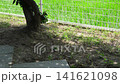 公園の横の白いフェンスと7月の稲作田んぼと木や草　 141621098