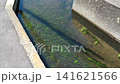 日本の綺麗な農業用水路の水底で揺れる緑色の水草 141621566