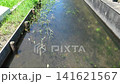 日本の綺麗な農業用水路の水草や泳ぐあめんぼ 141621567