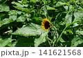 咲き始めた1輪のひまわりの周りを飛ぶ蜂 141621568