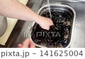 Washing fresh wakame seaweed carefully under running water: A Japanese cooking preparation method. 141625004