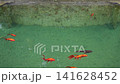 Vibrant Common Goldfish (Carassius auratus) Elegantly Swim in Calm Aquarium Waters Amidst Small Debris, Capturing Serenity and Natural Beauty 141628452