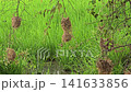 Asian Golden Weaver use fresh leaves of grass woven building nest. 141633856