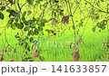 Asian Golden Weaver use fresh leaves of grass woven building nest. 141633857