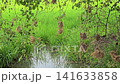 Asian Golden Weaver use fresh leaves of grass woven building nest. 141633858