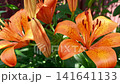 Vibrant Orange Lilies Brightening a Home Garden in Summer Sun 141641133