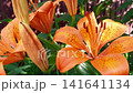 Vibrant Orange Lilies Blooming Beautifully in a Charming Home Garden 141641134