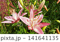 Blooming Beauty Reveals Vibrant Pink Lilies in a Charming Home Garden 141641135