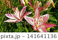Delicate Pink Lilies Blooming in a Vibrant Home Garden 141641136