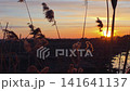 Reeds Swaying in the Sunset Glow Over a Tranquil Field 141641137