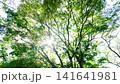 A scene of walking while looking up at the sunlight filtering through the forest - Outdoor 141641981