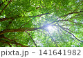 A scene of walking while looking up at the sunlight filtering through the forest - Outdoor 141641982