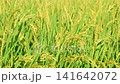 Rice stalks ripening in summer rice paddies: an agricultural image representing rice cultivation and food production. 141642072