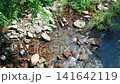 A summer river with cold mountain water flowing through it in the mountainous region of Kagawa Prefecture. 141642119