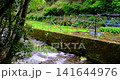 静岡県伊豆市にある滑沢渓谷の清流とわさび田 141644976
