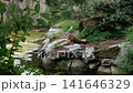 Majestic tiger lying down on the rocky shore next to a pond. Wild animal rests in a scenic habitat surrounded by green trees and old logs 141646329