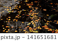 Autumn leaves floating on dark water surface, gentle ripples, colorful foliage on tranquil stream, reflections of nature, seasonal beauty of forest 141651681