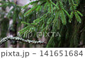 Fresh green needles of spruce branch with glistening raindrops after rain, lichen-covered bare branch in foreground, natural forest scene background. 141651684