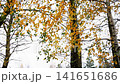 Autumn birch trees display vibrant yellow and green leaves against bright clear sky, showcasing natural beauty of season change, tranquil natural backdrop 141651686