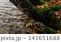 Dark tree trunk covered in green moss and autumn leaves. Clear water surface with floating yellow and orange foliage. Gentle rain ripples on water. 141651688