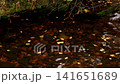 Autumn leaves float on surface of shallow forest stream with rocks and submerged foliage visible through clear water, illustrating season change 141651689