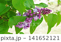 Blooming lilac flowers in springtime garden 141652121