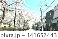 Row of cherry trees 141652443