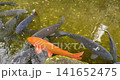 Nishikigoi 141652475
