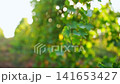 A slow-motion video of a vineyard, with the camera moving alongside green foliage of the vines on backdrop of circular bokeh effects caused by yellow sunlight. Background footage, additional footage 141653427