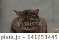 An adult gray straight-eared cat looks forward	 141653445